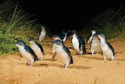 -ultimate_adventure_pinguin_tour_1.jpg