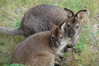 Australien Golfreisen und Golfurlaub