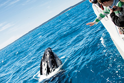 -whale_watch_1.jpg