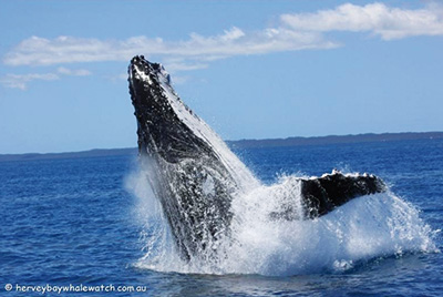 -whale_watch_3.jpg
