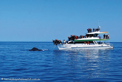 -whale_watch_4.jpg