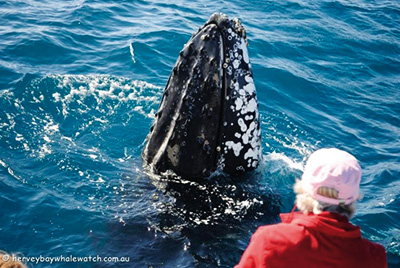 -whale_watch_5.jpg